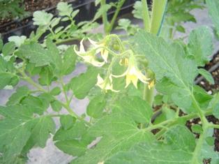 Topraksız Tarım Uygulaması